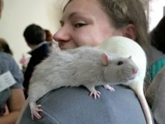 Chuột kiểng đang nghỉ ngơi trong một chiếc võng mềm mại