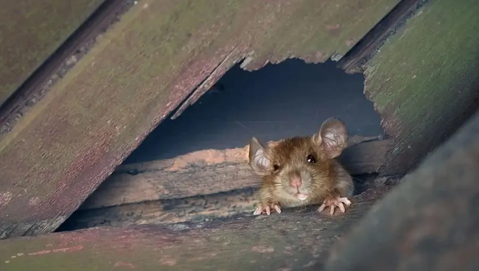 Chuột làm tổ trên trần nhà qua một lỗ thủng nhỏ