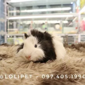 Chuột lang Aby đen trắng, thú cưng nhỏ được ưa chuộng