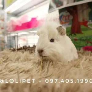 Chuột lang Aby trắng thuần chủng, giống chuột lang phổ biến cho người mới nuôi