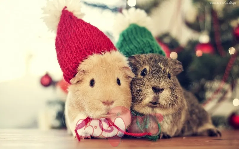 Chuột lang ẩn nấp trong lồng, thể hiện nhu cầu về nơi trú ẩn an toàn và môi trường sống lý tưởng khi chăm sóc chuột lang