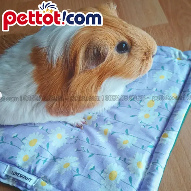 Chuột lang cảnh giống Peru với bộ lông dài óng ả cần được chăm sóc đặc biệt.