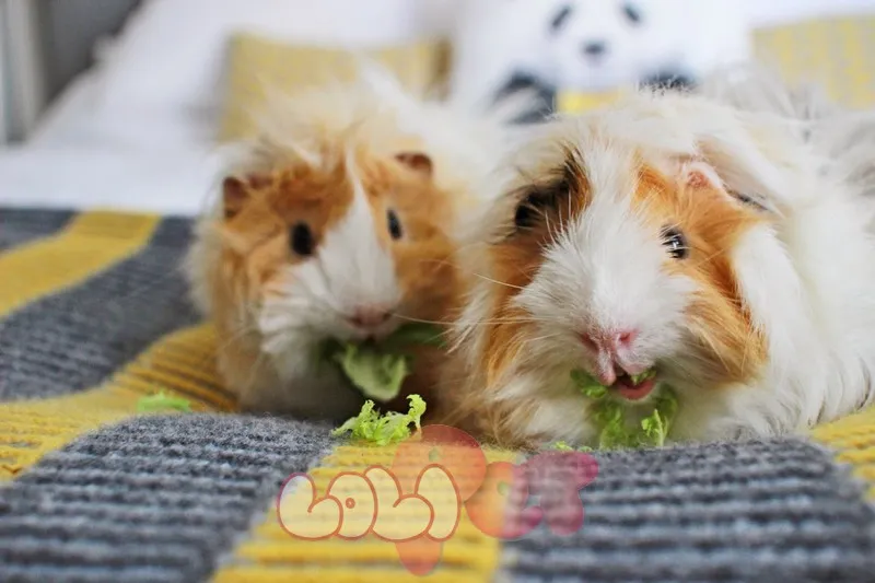 Chuột lang đang ăn rau tươi, nhấn mạnh nhu cầu dinh dưỡng và Vitamin C thiết yếu trong chế độ chăm sóc chuột lang