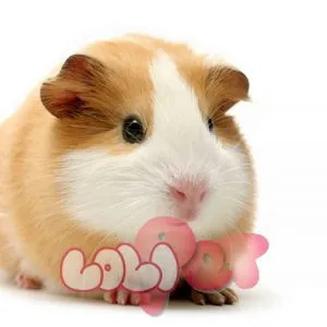 Chuột lang English, giống chuột lang GP lông ngắn dễ chăm sóc