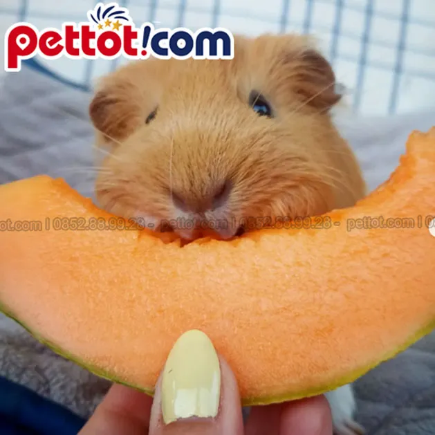 Chuột lang giống American Short Hair đang được bày bán tại cửa hàng.