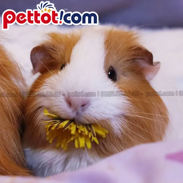 Chuột Lang Guinea Pig cảnh khỏe mạnh, tìm kiếm địa chỉ bán chuột lang uy tín tại TP HCM