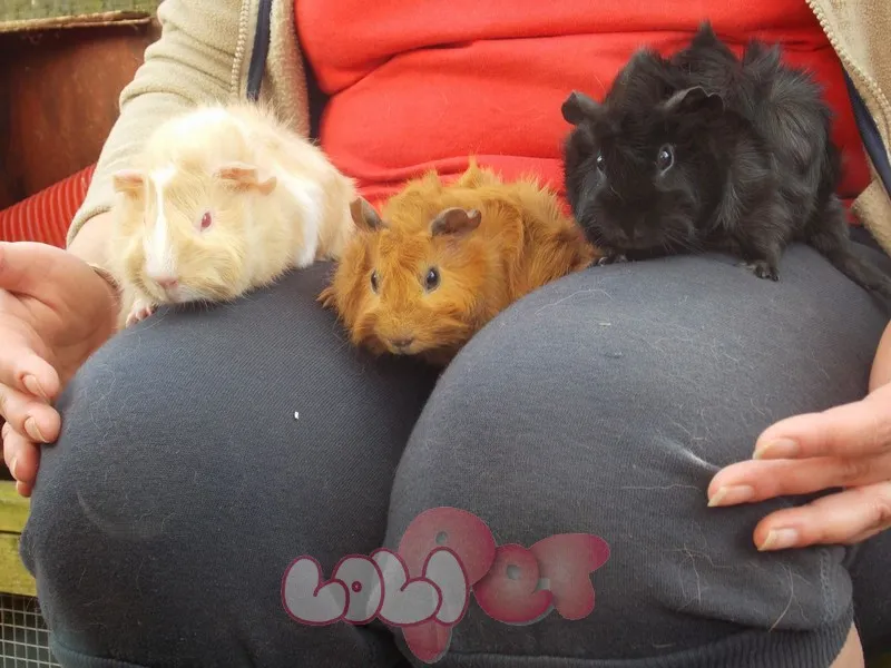 Chuột lang Guinea Pig đang được bế, hình ảnh minh họa tầm quan trọng của việc chăm sóc chuột lang và sự an toàn khi tương tác