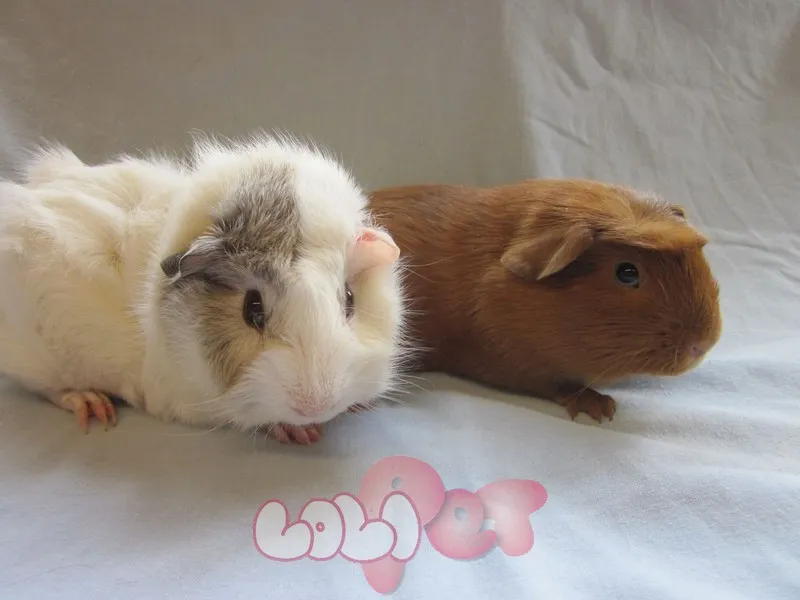 Chuột lang (Guinea Pig) đang nghỉ ngơi, minh họa cho việc nuôi dưỡng và chăm sóc chúng