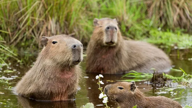 Chuột lang khổng lồ Capybara đứng cạnh nhau thể hiện kích thước vượt trội của loài gặm nhấm lớn nhất thế giới