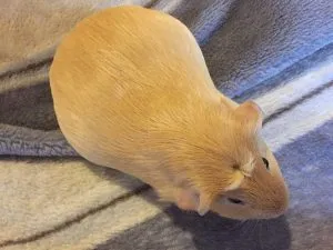 Chuột lang mẹ mang thai với bụng căng tròn và dấu hiệu tăng cân rõ rệt cần chăm sóc dinh dưỡng đặc biệt