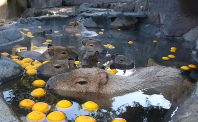 Chuột lang nước Capybara được nuôi làm thú cưng đang tương tác với người chủ trong môi trường chăm sóc