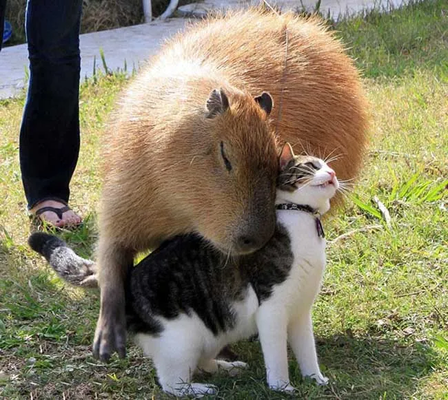 Chuột lang nước Capybara thân thiện cọ má với một chú mèo, biểu hiện sự hòa đồng liên loài