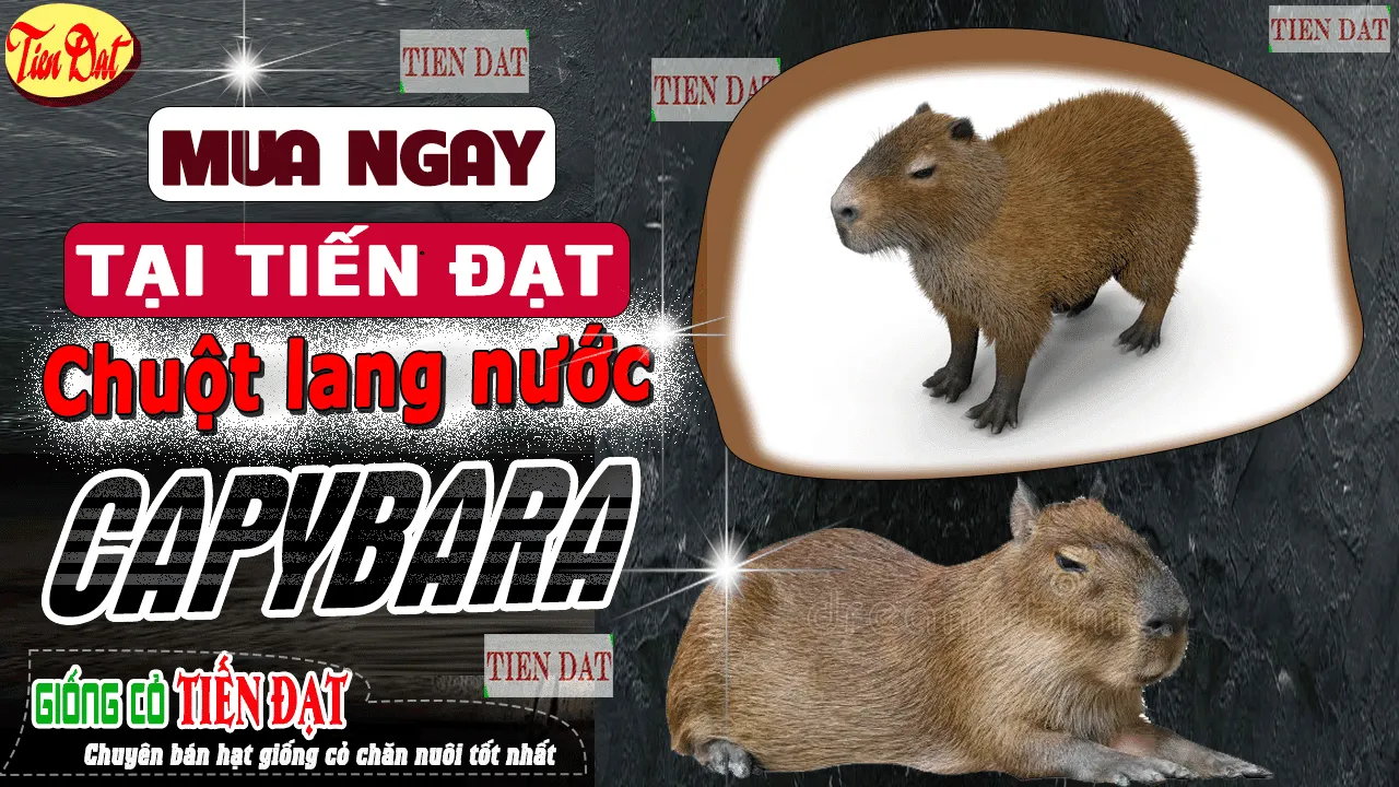 Chuột lang nước giống trong chuồng