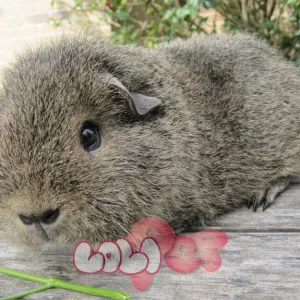 Chuột lang Teddy với bộ lông xù độc đáo