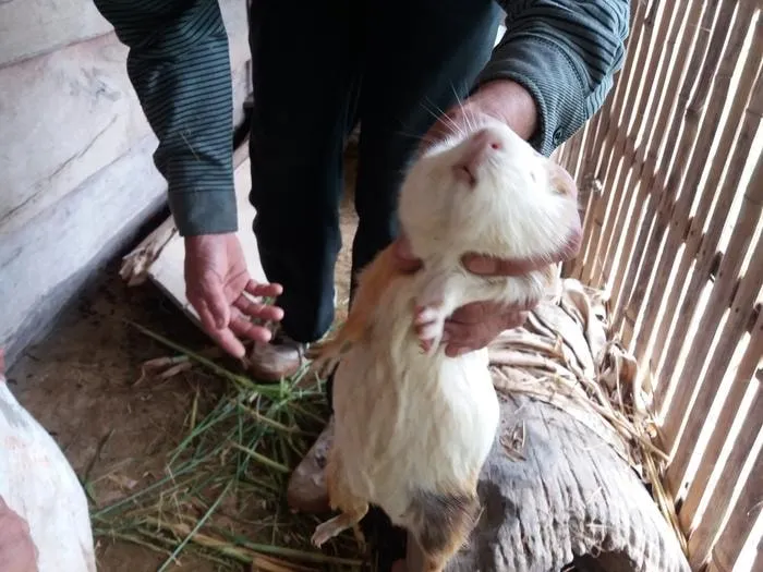 Chuột lang thương phẩm đạt trọng lượng tối đa 0,9kg, sẵn sàng cho thu hoạch thịt.