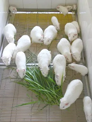 Chuột lang trắng tiêu chuẩn cho kiểm định