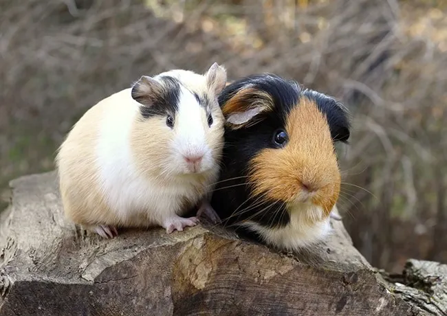 Chuột lang với bộ lông dài xù màu trắng và nâu đang đứng trên nền cỏ