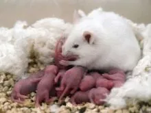 Chuột mẹ và đàn con mới sinh