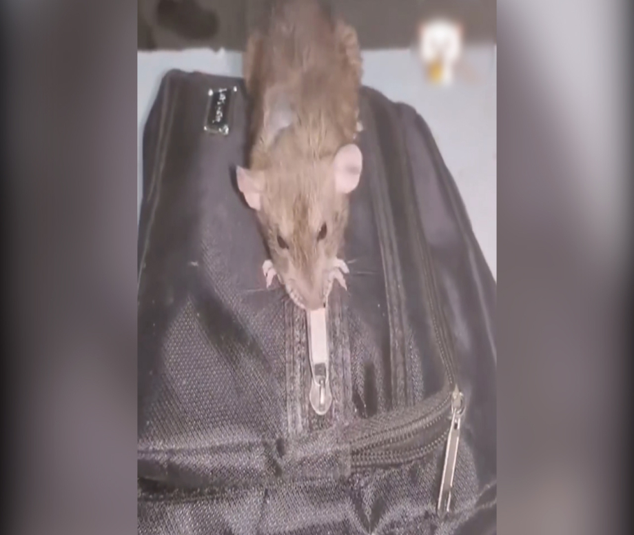 Mở Chuột Hamster An Toàn Với Các Thiết Kế Chuồng Hiện Đại