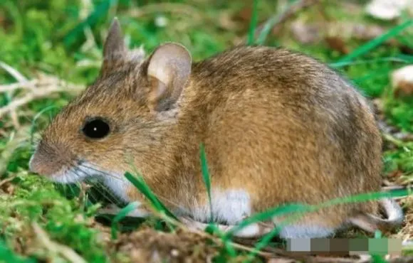 Chuột nhà đang bò trên sàn tìm kiếm thức ăn, dấu hiệu xâm nhập và nguy cơ vệ sinh