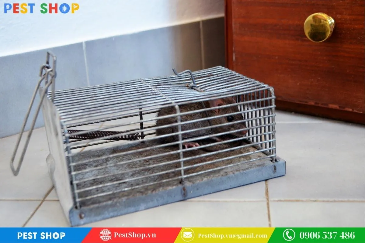 Chuột nhắt bị nhốt trong lồng