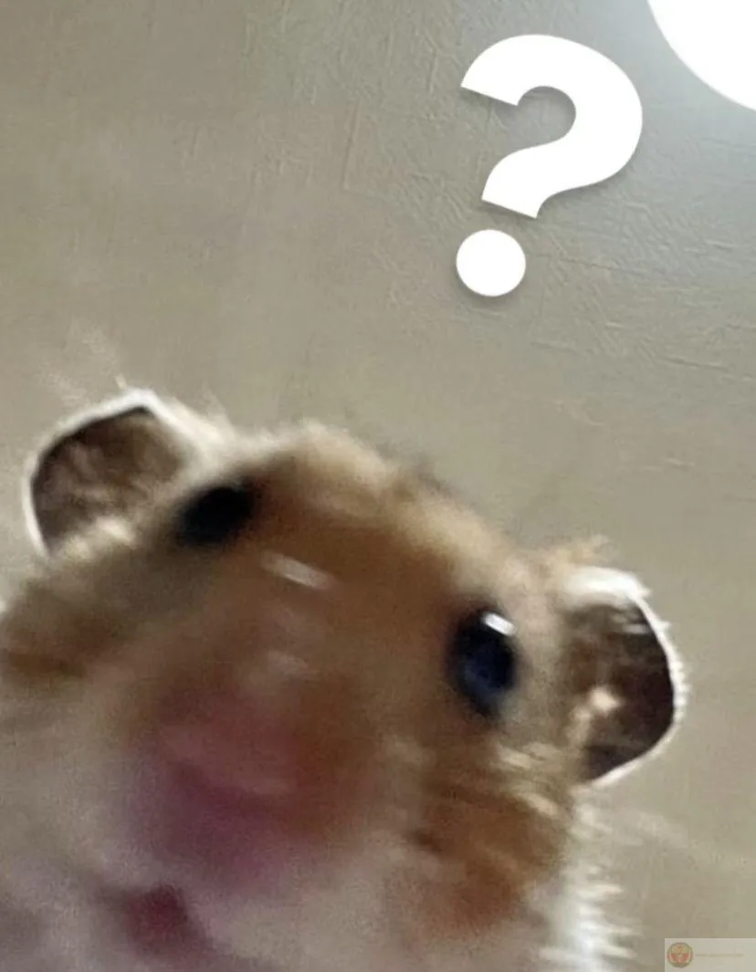 Chuột nhỏ trong ảnh chế đã tạo nên cơn sốt cộng đồng mạng