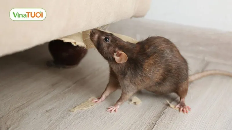 Chuột sợ bịt kín các kẽ hở