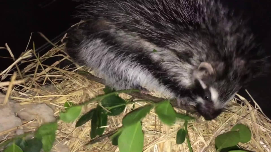 Chuột Chũi Châu Phi: Giải Mã Bí Ẩn Về Tuổi Thọ Bất Thường Và Khả Năng Kháng Ung Thư