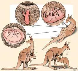 Chuột túi con (Joey) trong túi mẹ Macropodidae, minh họa giai đoạn phát triển sơ sinh