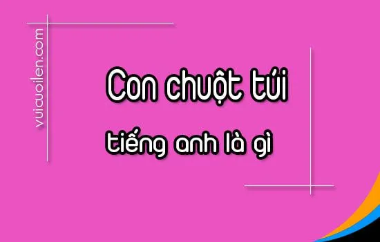 Chuột túi Kangaroo trưởng thành, biểu tượng của Úc, minh họa cho con chuột túi tiếng anh là gì.