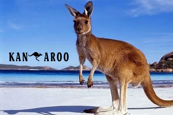 Chuột Túi Là Biểu Tượng Của Nước Nào: Khám Phá Ý Nghĩa Văn Hóa Của Kangaroo