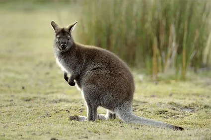 Chuột túi xám Wallaby đứng trong môi trường xanh