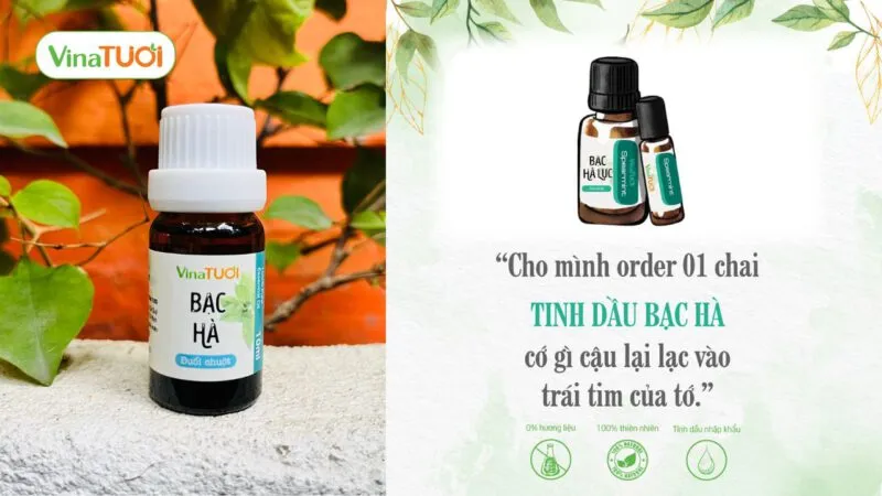 Chuột và côn trùng rất sợ mùi tinh dầu bạc hà