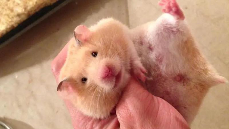 Chuột Hamster Có Lây Bệnh Cho Người Không: Phân Tích Chuyên Sâu Về Nguy Cơ Truyền Nhiễm Từ Thú Cưng