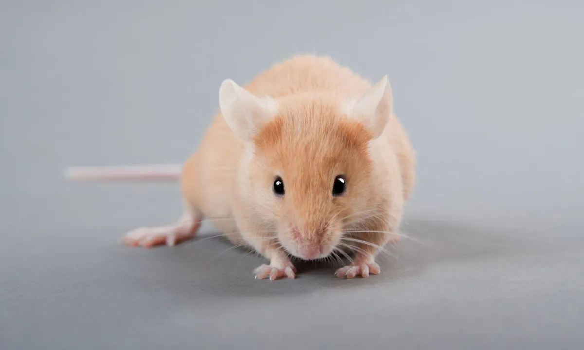 Chuột Hamster Sui Hay Hên? Phân Tích Ý Nghĩa Phong Thủy Chi Tiết Nhất