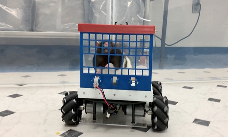 Chuột Hamster Giá Sỉ: Cẩm Nang Nhập Hàng Và Chiến Lược Kinh Doanh Hiệu Quả