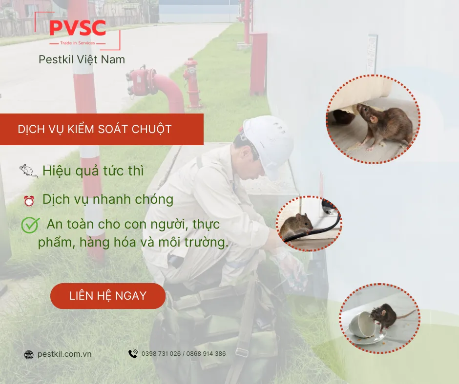 Chuyên gia đang kiểm soát dịch hại, áp dụng chiến lược phòng ngừa chuột cắn phá đồ đạc trong nhà