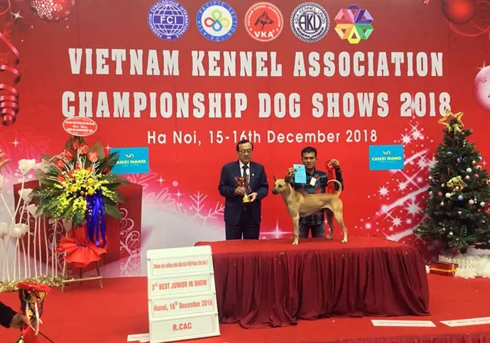 Chuyên gia Tưởng Văn Quý trại chó Hoàng Hà kiểm tra chó Phú Quốc thuần chủng