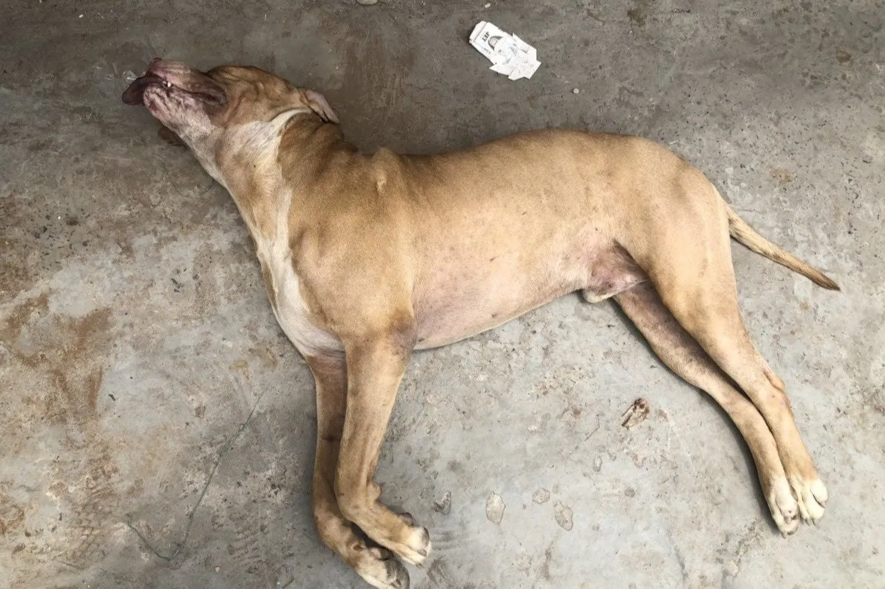 Con chó Pitbull cần được rọ mõm và xích giữ để đảm bảo an toàn công cộng và tránh chó pitbull cắn chó