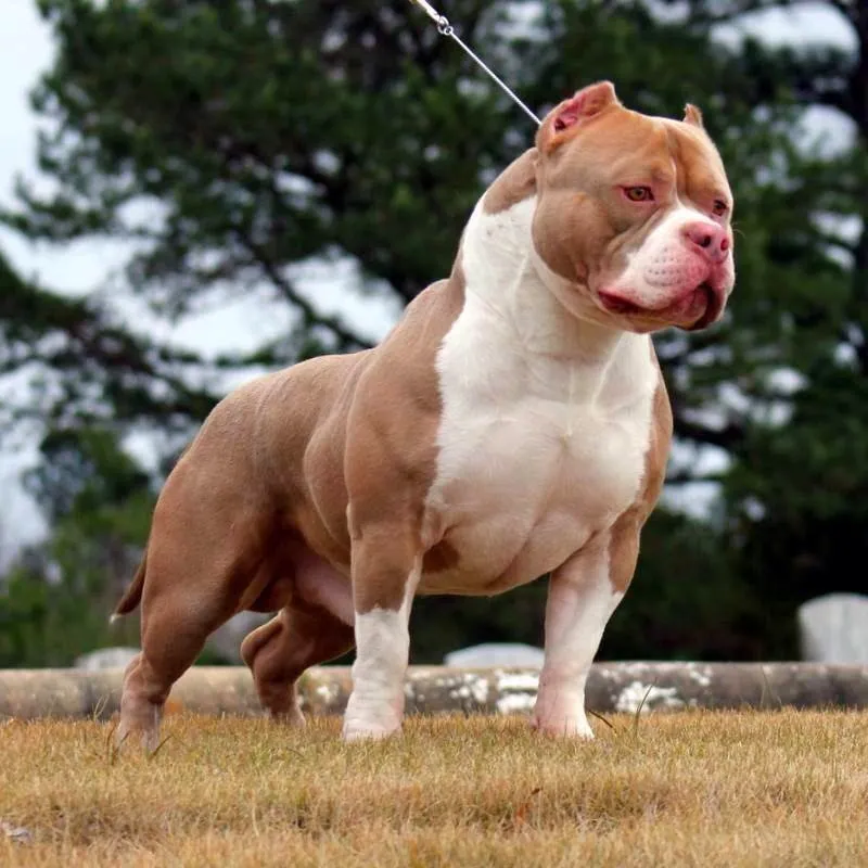 Con chó Pitbull cơ bắp vạm vỡ dáng đứng oai phong