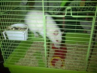 Con chuột bạch đang leo trèo trong chuồng, thể hiện tính năng động