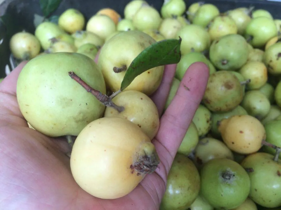 Quy trình sơ chế tỉ mỉ là bí quyết của cách làm táo mèo ngâm rượu