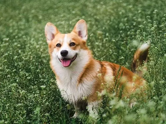 Corgi cần vận động hợp lý để phòng tránh béo phì và tổn thương cột sống