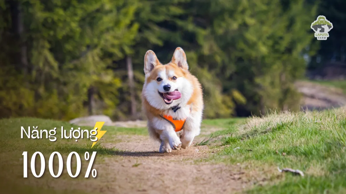 Corgi có tính cách trung thành, giàu năng lượng và thích các hoạt động ngoài trời