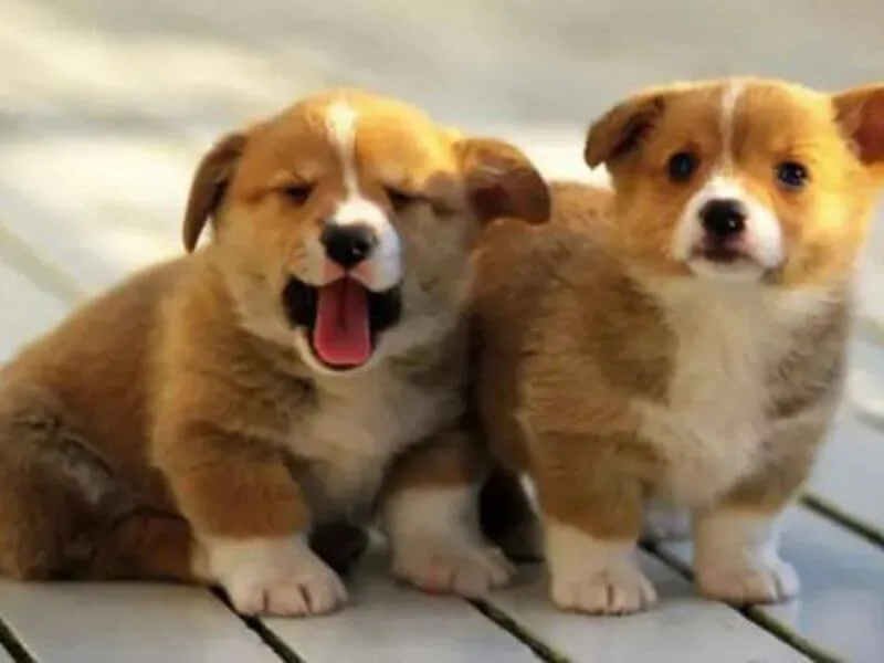 Corgi con 3 tháng tuổi đứng cạnh hộp quà và cây cảnh