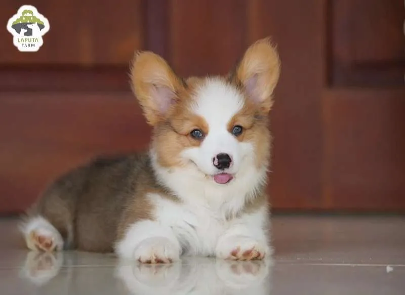 Corgi con 3 tháng tuổi đứng cạnh tường có họa tiết trang trí