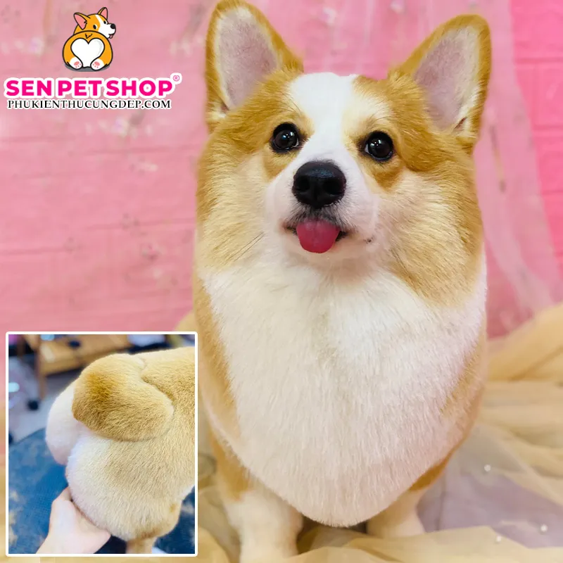 Corgi đang được tỉa gọn phần lông chân và bụng