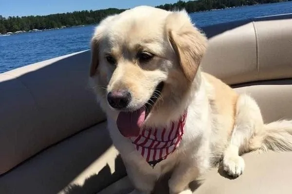 Giống chó Corgi lai Golden Retriever với ngoại hình độc đáo