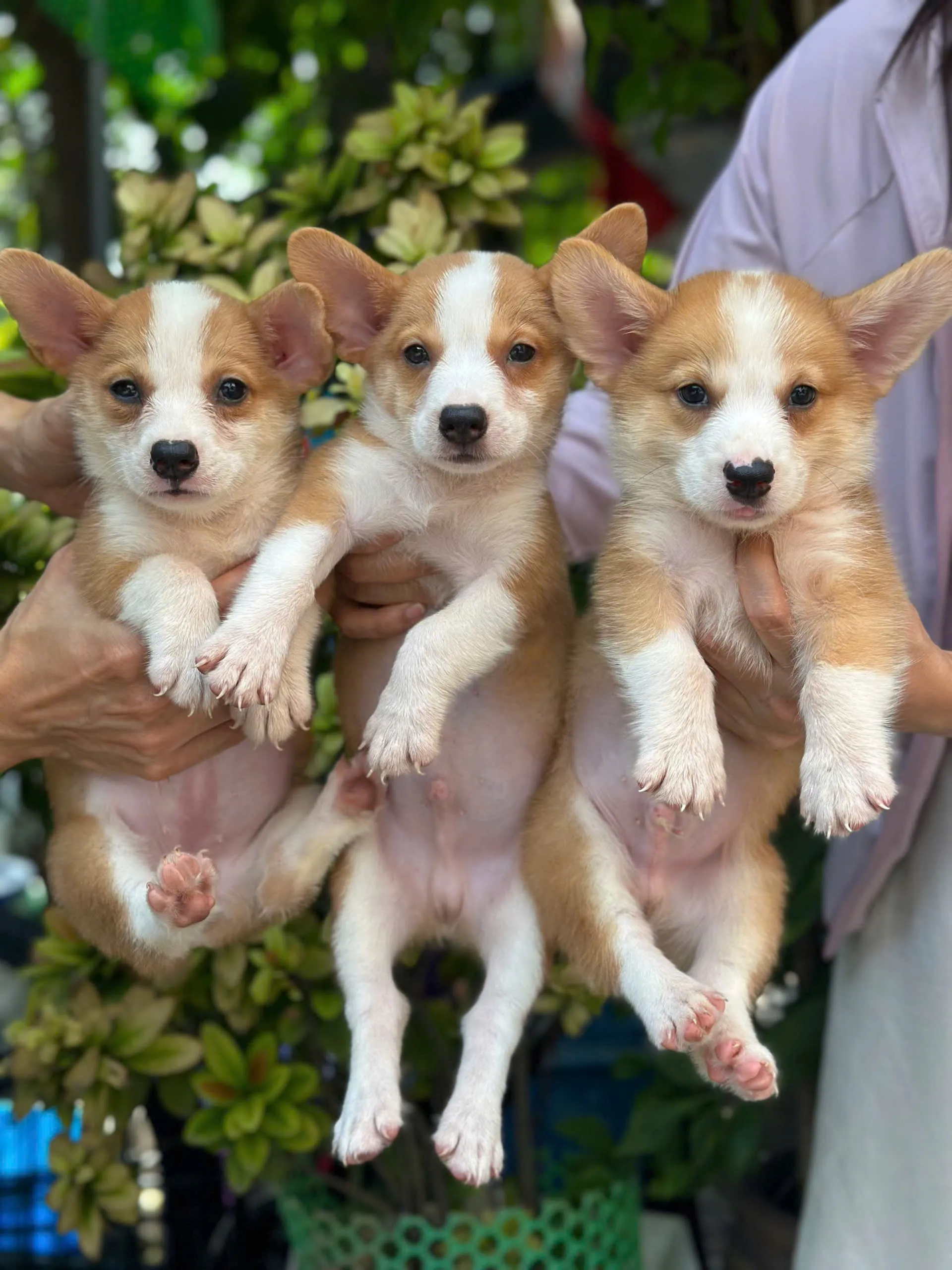 Corgi Pembroke đứng trên sân cỏ tại Đà Nẵng, minh họa sự năng động và phốc dáng chuẩn