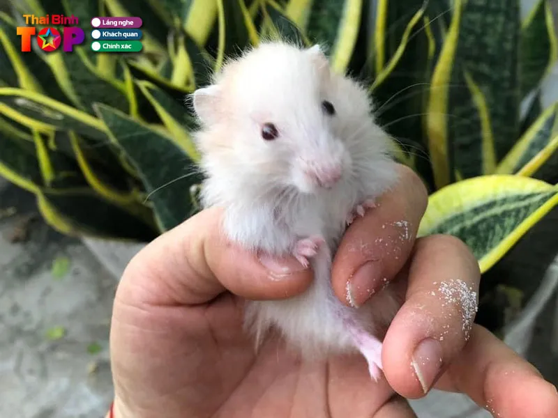 Cửa hàng Hamster Thái Bình cung cấp đa dạng phụ kiện và thức ăn chất lượng cho chuột Hamster